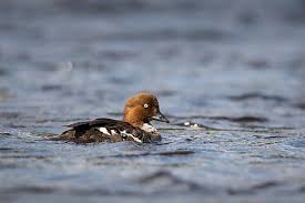 Attēlu rezultāti vaicājumam “Bucephala clangula female”