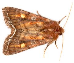 Attēlu rezultāti vaicājumam “Lacanobia oleracea”