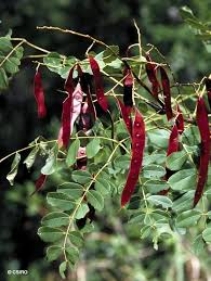 Attēlu rezultāti vaicājumam “Arenaria procera leaf”