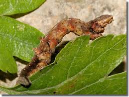 Attēlu rezultāti vaicājumam “Selenia dentaria larva”