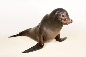 Image result for Zalophus californianus