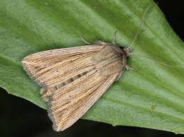 Attēlu rezultāti vaicājumam “Mythimna flammea”