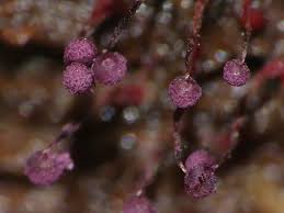 Attēlu rezultāti vaicājumam “Cribraria purpurea macro”