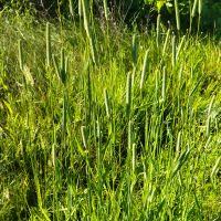 Attēlu rezultāti vaicājumam “Phleum phleoides fruit”