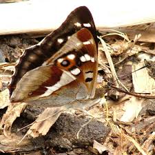 Attēlu rezultāti vaicājumam “Apatura iris underside”