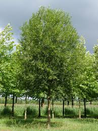 Attēlu rezultāti vaicājumam “Salix x fragilis”