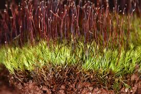 Attēlu rezultāti vaicājumam “Dicranella varia”