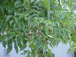 Attēlu rezultāti vaicājumam “Phellodendron amurense”