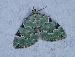 Attēlu rezultāti vaicājumam “Colostygia pectinataria”