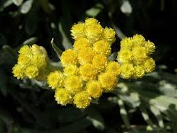 Attēlu rezultāti vaicājumam “Helichrysum arenarium bud”