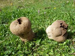 Attēlu rezultāti vaicājumam “Calvatia utriformis”