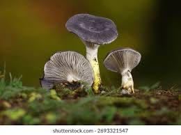 Attēlu rezultāti vaicājumam “Gomphidius glutinosus”