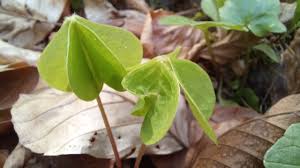 Attēlu rezultāti vaicājumam “Oxalis acetosella leaf”