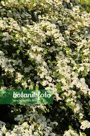 Attēlu rezultāti vaicājumam “Cotoneaster multiflorus”