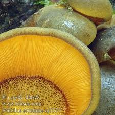 Attēlu rezultāti vaicājumam “Panellus serotinus”