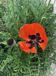 Image result for Papaver orientale