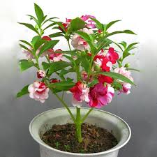 Image result for Impatiens balsamina