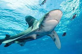 Image result for Carcharhinus longimanus