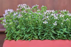 Image result for Origanum majorana