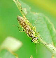 Attēlu rezultāti vaicājumam “Rhogogaster viridis”