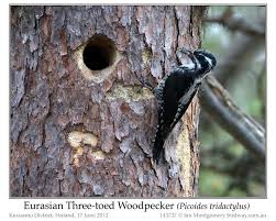 Attēlu rezultāti vaicājumam “Picoides tridactylus adult”