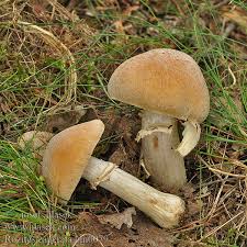 Attēlu rezultāti vaicājumam “Rozites caperata”