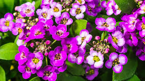 Attēlu rezultāti vaicājumam “Lobularia maritima”