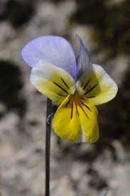 Attēlu rezultāti vaicājumam “Viola tricolor”