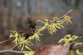 Attēlu rezultāti vaicājumam “Hamamelis virginiana flower”