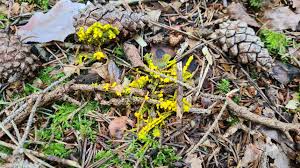 Attēlu rezultāti vaicājumam “Physarum alexandrowiczii”