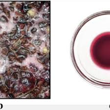 Attēlu rezultāti vaicājumam “Macrosiphoniella absinthii”