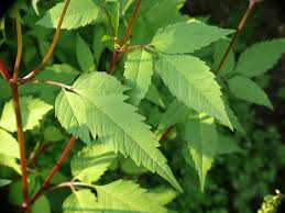 Attēlu rezultāti vaicājumam “Bidens frondosa leaf”