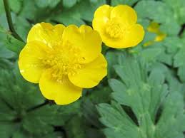 Attēlu rezultāti vaicājumam “Ranunculus repens flower”