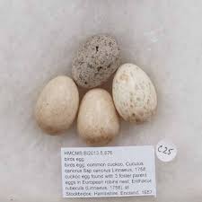 Attēlu rezultāti vaicājumam “Erithacus rubecula eggs”