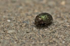 Attēlu rezultāti vaicājumam “Cytilus sericeus”