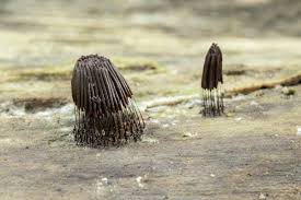 Attēlu rezultāti vaicājumam “Stemonitis fusca”