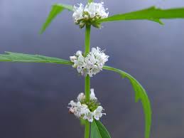 Attēlu rezultāti vaicājumam “Lycopus europaeus flower”