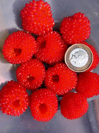 Attēlu rezultāti vaicājumam “Rubus illecebrosus fruit”