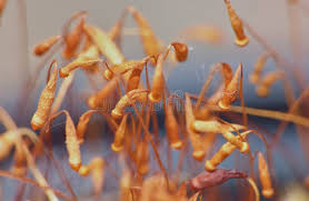 Attēlu rezultāti vaicājumam “Polytrichum juniperinum sporophyte”