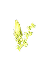 Attēlu rezultāti vaicājumam “Cephalozia loitlesbergeri”