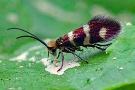 Attēlu rezultāti vaicājumam “Micropterix aureatella”