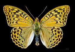Attēlu rezultāti vaicājumam “Argynnis laodice male”