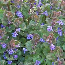 Attēlu rezultāti vaicājumam “Glechoma hederacea leaf”