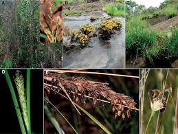 Attēlu rezultāti vaicājumam “Cyperaceae”