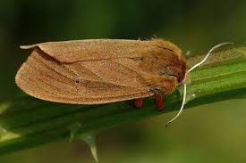 Attēlu rezultāti vaicājumam “Phragmatobia fuliginosa imago”