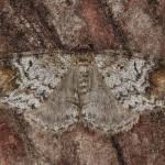 Attēlu rezultāti vaicājumam “Venusia blomeri”