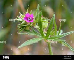 Attēlu rezultāti vaicājumam “Geranium dissectum leaf”