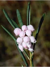 Attēlu rezultāti vaicājumam “Andromeda polifolia bud”