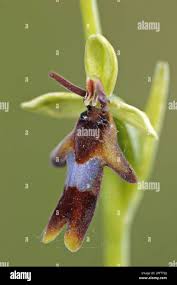 Attēlu rezultāti vaicājumam “Ophrys insectifera flower”