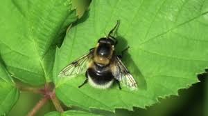 Attēlu rezultāti vaicājumam “Volucella bombylans”